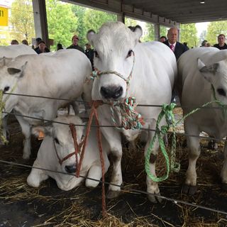 Grande rassegna di bovini piemontesi giovedì prossimo ad Alba