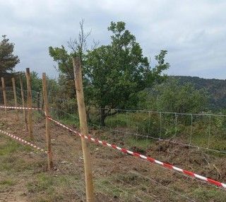 Peste suina, il Piemonte si arma contro i cinghiali: “170 chilometri di reti e 50.000 abbattimenti”