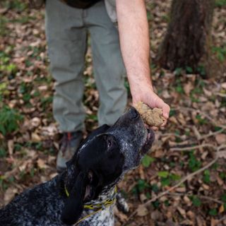 &quot;Tartufo, profumo di Piemonte&quot;: nell'Astigiano si inizia il primo ottobre a Montiglio