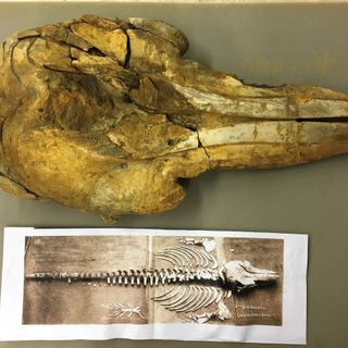 Ricostruzione dello scheletro e cranio del delfino