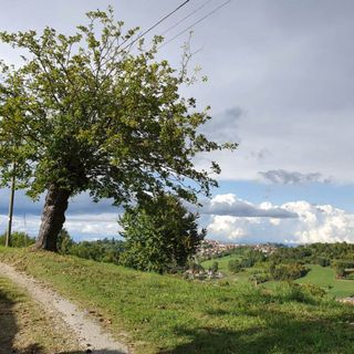 Il maestro Walter Porro