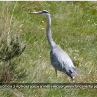 Un fermoimmagine tratto dal video