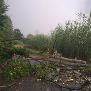 Albero caduto a San Marzanotto (tratta dal canale Telegram Dati Meteo Asti - foto dell'utente Marialuisa)