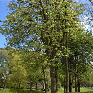 Foto tratta da Wikipedia