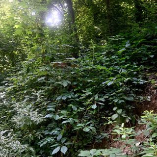 Uno dei sentieri del Bosco dei Partigiani