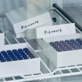 Oggi in Piemonte sono arrivate 57mila dosi di vaccino Pfizer per adulti