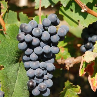 Il Vigne Vecchie indossa la corona