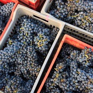 Piemonte: Vino in calo, ma la vendemmia 2019 ottiene 4 stelle