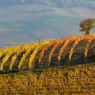 Boom Barbera d’Asti DOCG: +28% in valore in cinque anni