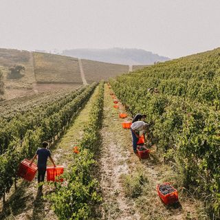 Vini eccellenti e degustazioni esclusive nell'ambito del seminario su Terre Alfieri DOCG