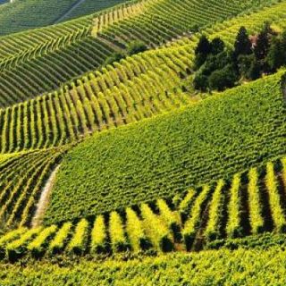 Vigneti dell'Astigiano