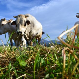 Confagricoltura: le polpette vegetali di McDonald’s non faranno concorrenza alla Piemontese