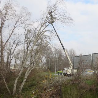 Asti: potatura di alberi pericolanti in corso Torino