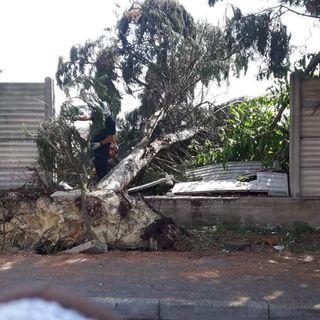 Danni da maltempo: tre pini caduti sono stati rimossi dalla Protezione Civile Città di Asti