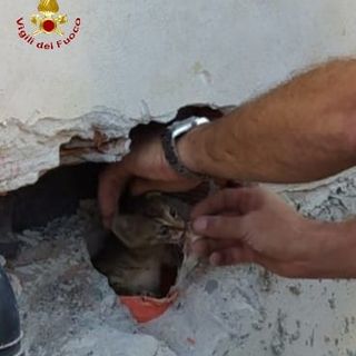 Villanova d’Asti, intervento dei vigili del fuoco in Borgo Terrazze per salvare un gatto intrappolato in un condotto