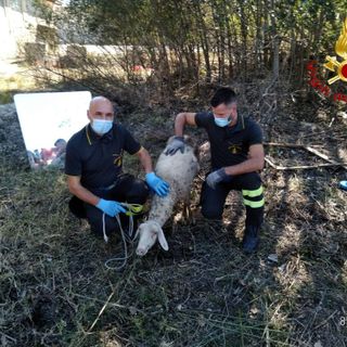 Motta, intervento dei vigili del fuoco per salvare una pecora incastrata in una tubazione