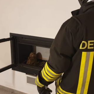 Sessant: rapace intrappolato in una canna fumaria, salvato dai Vigili del Fuoco