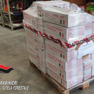 Commerciante all'ingrosso astigiano sanzionato per 5.000 euro dai Carabinieri forestali