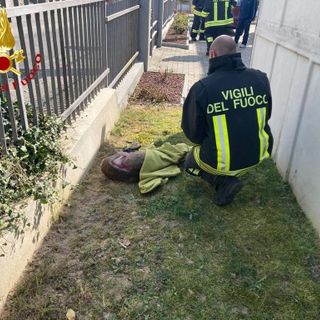 Capriolo salvato dai vigili del fuoco