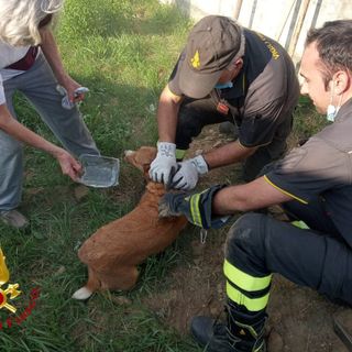Asti: i vigili del fuoco salvano un cagnolino incastrato in un canale dell'acquedotto Asti: i vigili del fuoco salvano un cagnolino incastrato in un canale dell'acquedotto