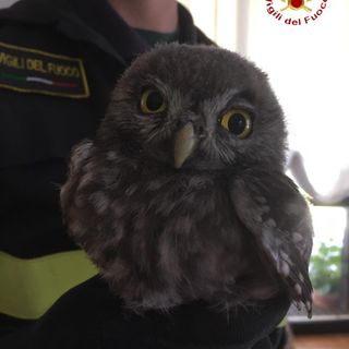 Cucciolo di gufo salvato dai Vigili del fuoco