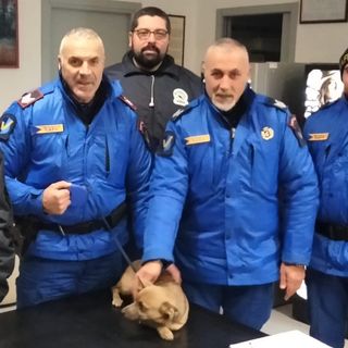 Antignano: cagnolino rincorso da una volpe in strada, salvato dalla Vedetta in servizio