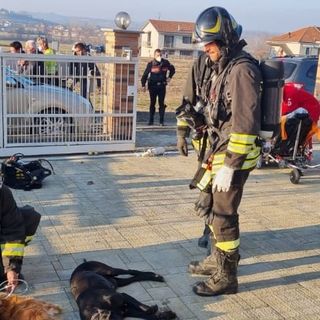 Vigili del fuoco impegnati nel soccorrere i cani della famiglia intossicata e altri soccorritori sullo sfondo