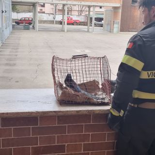 Asti: i vigili del fuoco hanno ‘soccorso’ una gazza entrata in un palazzo