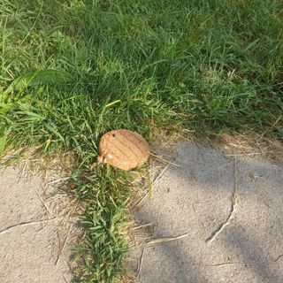 Trappole per cani: rimosso dal Bosco dei Partigiani un hamburger pericoloso