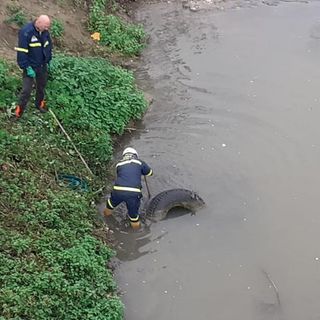 I volontari di protezione civile rimuovo copertone dal Borbore