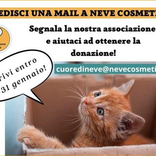 Con una semplice mail sarà possibile sostenere l'associazione Protezione Micio
