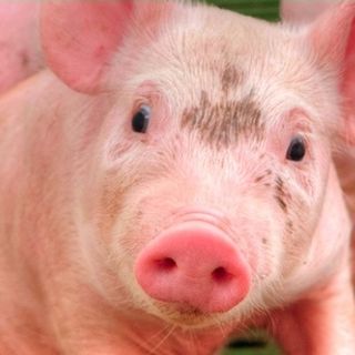 Coldiretti Piemonte: meno cinghiali più agricoltura”: un decalogo con le azioni prioritarie