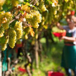 Piano straordinario qualità aria, Coldiretti Asti: &quot;Urgente ridefinire gli interventi per evitare blocco attività agricola&quot;