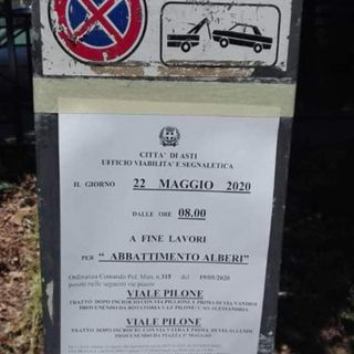 Platani di viale Pilone, domani saranno abbattute 4 piante. &quot;Sono malate è necessario&quot;, spiegano Morra e Berzano