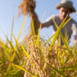 Investire sui giovani e sulla sicurezza delle produzioni. È l'appello di Confagricoltura alla Regione