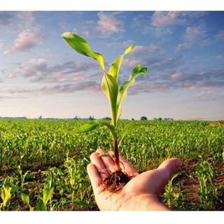 Confagricoltura Piemonte: serve manodopera, diamo la possibilità di lavorare anche a chi percepisce il reddito di cittadinanza