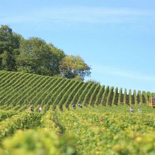 Agricoltura, bando da 1,8 milioni per nuove adesioni ai regimi di qualità dell'agroalimentare