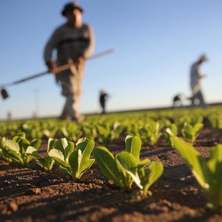 Immagine generica agricoltura