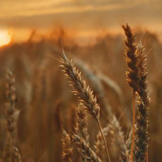Spighe di grano e sole
