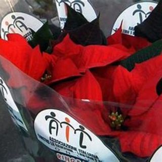 Torna ad Asti l'iniziativa &quot;Stelle di Natale AIL&quot; a sostegno della ricerca scientifica e dell'assistenza ai pazienti ematologici