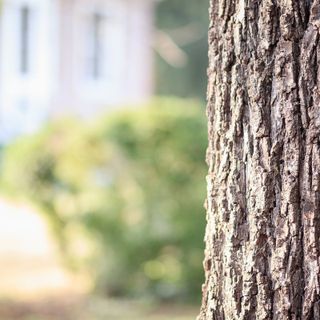 A Costigliole "Un albero per ogni nuovo nato"