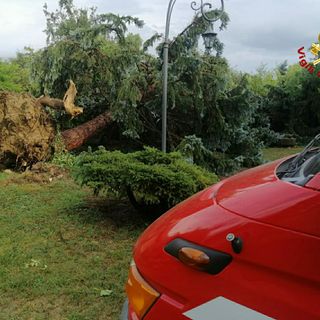 Asti, in corso Alessandria albero cade su auto. I Vigili del Fuoco salvano una persona intrappolata