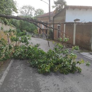 Dopo il temporale a Costigliole, ieri un albero è caduto in strada