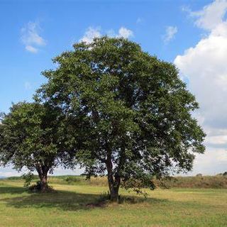 Un albero di noce ricorderà Emanuele Bruzzone