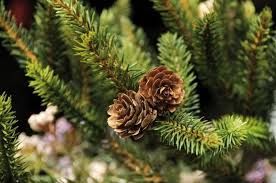 Compra un albero di Natale vero e poi donalo a &quot;Echi di Infinito&quot; che creerà aree verdi