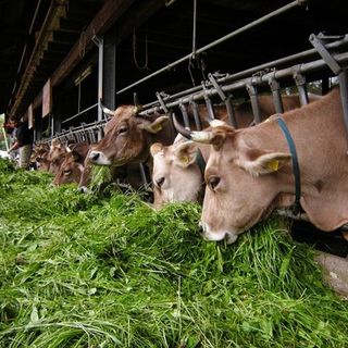 Qualità dell'aria, Confagricoltura: &quot;lavorare per evitare un fardello per gli allevamenti piemontesi&quot;