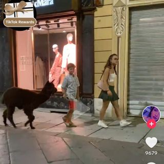 Alpaca a passeggio per Asti
