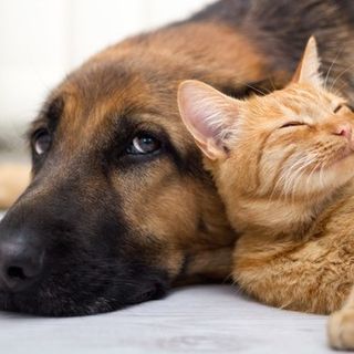Coronavirus, appello del Garante piemontese degli animali:"Non abbandonateli, contagio con uomo non dimostrato" Coronavirus, appello del Garante piemontese degli animali:"Non abbandonateli, contagio con uomo non dimostrato"