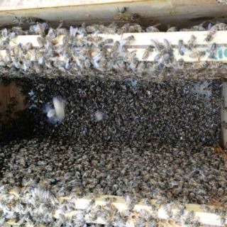 Sono già almeno 5% le api morte per il maltempo di maggio che, impedendo la raccolta del nettare, non ha consentito loro di nutrirsi