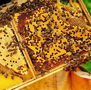 La Regione stanzia 8 milioni di euro a sostegno degli apicoltori piemontesi
